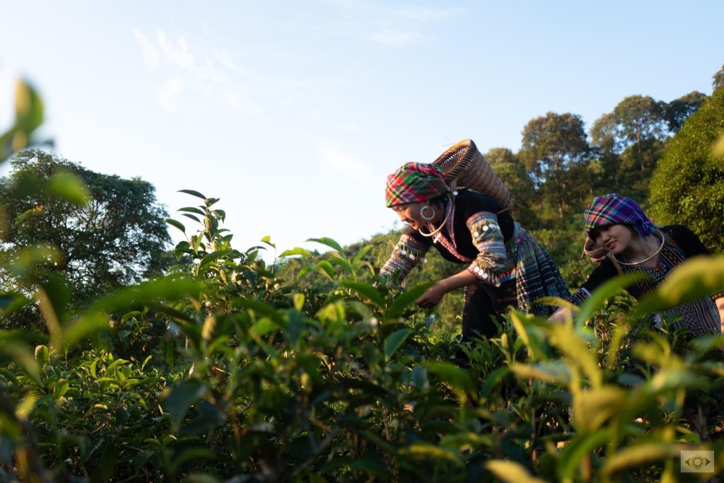 Thế giới trà