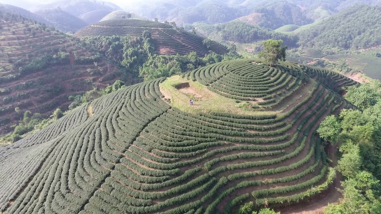 Phú Tài Tea